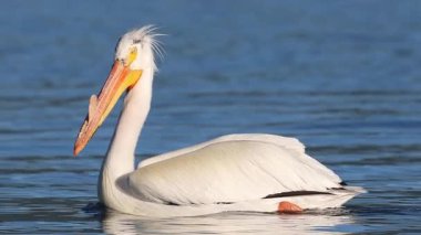 Amerikan beyaz pelikanı (Pelecanus erythrorhynchos) ve damızlık amcası ılık sabah ışığında göl suyunda süzülürler. Son derece yakın çekim. Yavaş çekim.
