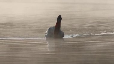 Amerikan beyaz pelikanı (Pelecanus erythrorhynchos) yoğun bir beslenme anından sonra yayın balığını zaferle yutar.