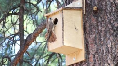 Dişi Amerikan kerkenezi (Falco sparverius) ahşap bir kuş yuvasına gelir, yuvayı inceler ve gider. Lassen County California.