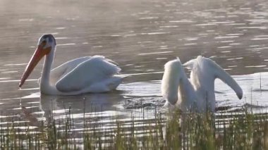 Pelecanus erythrorhynchos adlı iki Amerikan beyaz pelikanının Antelope Gölü 'nün sığ sularında yüzme ve balık avlama videosu..