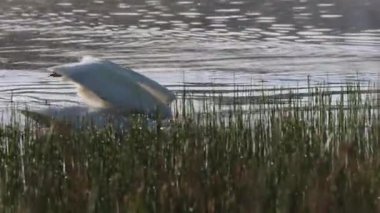 Bir Amerikan beyaz pelikanı (Pelecanus erythrorhynchos) bir yaz sabahı Plumas County, Kaliforniya 'da bulunan Antelope Gölü' nün sığ sularında yemek yakalamak için birkaç girişimde bulunur..
