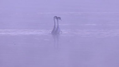 Bir çift batılı yunus (aechmophorus occidentalis), sisli bir sabahta Plumas County California 'daki Antelope Gölü' nde ot seremonisi ve kur dansına katıldı..
