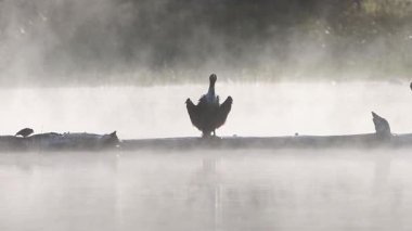 Çift tepeli karabatak (Phalacrocorax auritus), Plumas County, Kaliforniya 'daki Antelope Gölü' nde sakin bir sis ve yumuşak sabah ışığı ile çevrili bir kütükte kendini kurutmak için sallanır.
