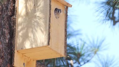 Erkek Amerikan kerkenezi (Falco sparverius), ahşap bir kuş yuvasının girişinde büyük bir böceği çabucak yakalar..