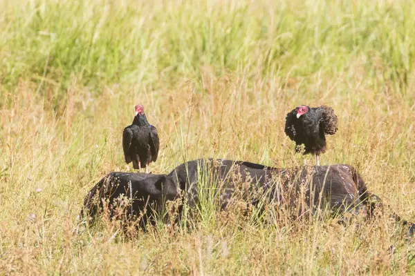 Türkiye akbabaları (Cathartes aura) Lassen County, Kaliforniya 'da çimenli bir alanda ölü bir inekle beslenerek vahşi doğada leş yiyici davranışları sergiliyorlar..