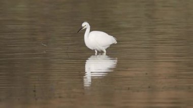 Karlı bir balıkçıl (Egretta thula) Shugru Barajı 'nın sığ sularında yürüyor, Lassen County, California, zarif bir hassasiyetle küçük avları takip ediyor ve yakalıyor..