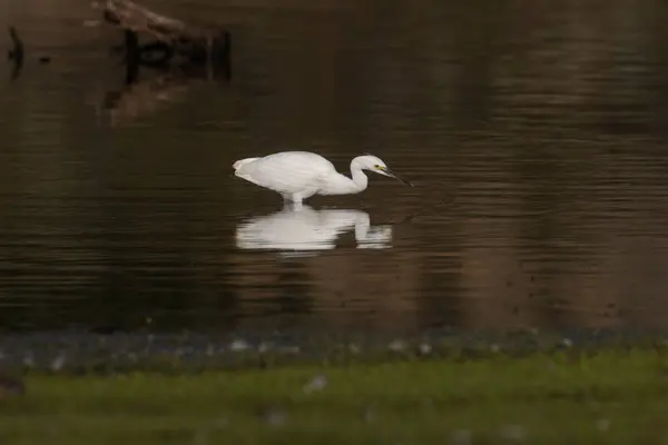 Shugru Reservoir, Lassen County, Kaliforniya 'da sığ sularda beslenen Karlı Akbalıkçıl (Egretta thula).