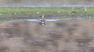 Lassen County, Kaliforniya 'daki Shugru Barajı' nın sığ sularında yıkanan bir Killdeer (Charadrius vociferus) yavaş çekim..