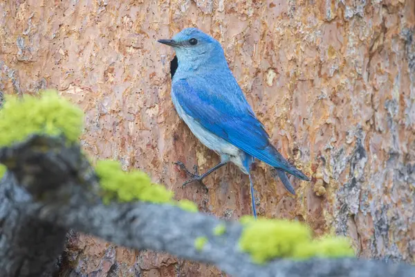 Sialia Currucoides, Kaliforniya 'nın Sierra ilçesinde bir çam ağacında yuva boşluğuna tünemiş olan Erkek Dağ Mavi Kuşu.