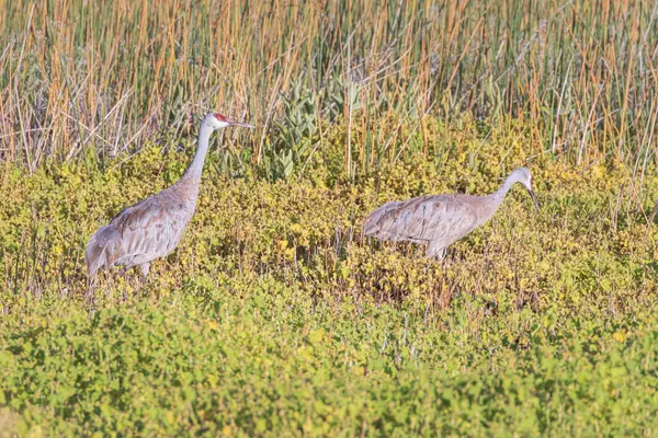 Bir çift kum tepesi turna kuşu (Antigone canadensis) Fleming Birimi, Honey Lake Wildlife Area, Lassen County, Kaliforniya.