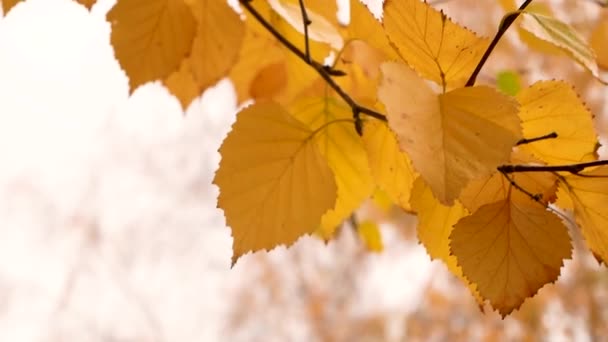 Κίτρινα Φύλλα Κυριαρχούν Ένα Κλαδί Μια Φθινοπωρινή Συννεφιασμένη Μέρα Σκηνή — Αρχείο Βίντεο