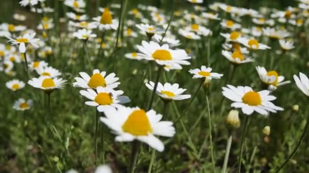 Ein Feld Mit Weißen Gänseblümchen Blumen Grünen Gras Wiegen Sich — Stockvideo