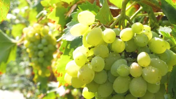 Duże Dojrzałe Grona Białych Winogron Winorośli Winogrona Słońcu Hodowla Winogron — Wideo stockowe