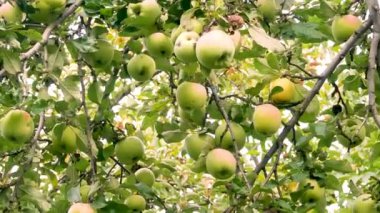 Bahçedeki bir elma ağacında sarı renkli birçok olgun elma asılı. Elma yetiştiriyorum. Bahçe işleri, meyve ağaçları. Elma topluyorum. Çevre dostu sağlıklı vitamin tatlısı