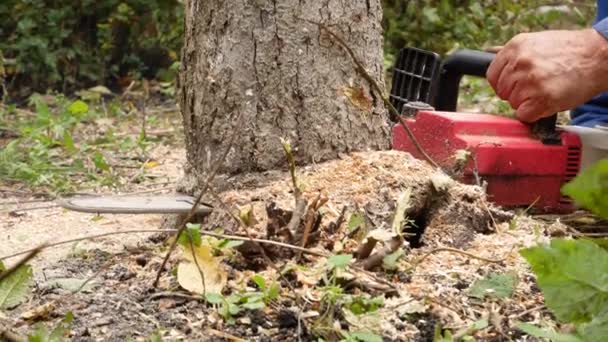 基地の木の幹を電気時計の労働者が見た おがくずが横ののこぎりの下から飛んでくる 木の衛生的な伐採 — ストック動画