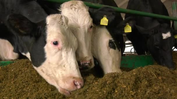 Las Vacas Blancas Negras Están Paddock Granja Comen Ensilado Con — Vídeos de Stock