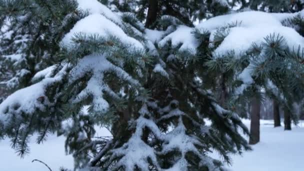 Cubierto Con Picea Blanca Recién Caída Nieve Panorama Nieve Una — Vídeos de Stock