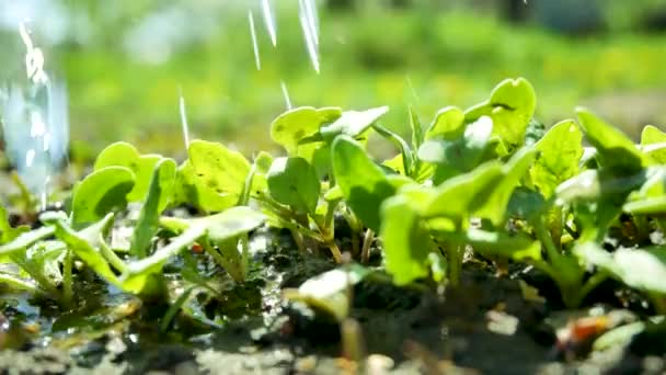 ベッドの中の若い緑の芽に水が注ぐ 屋外のベッドの上で野菜を栽培する植物ケア — ストック動画