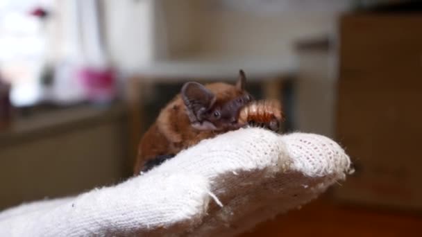 Pipistrello Mangia Una Larva Scarabeo Mentre Siede Guanto Bianco Volontario — Video Stock