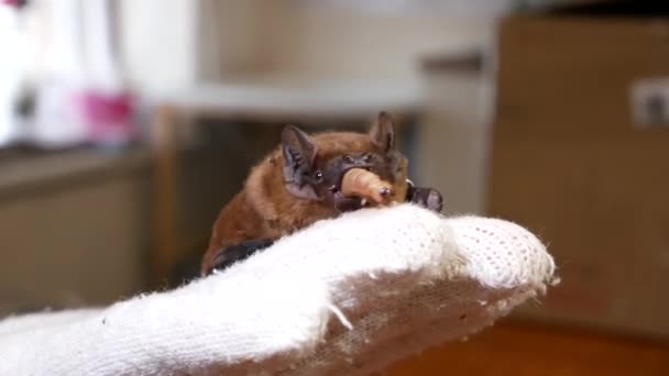 Piccolo Pipistrello Rosso Siede Guanto Volontari Mangia Grosso Lardo Volontari — Video Stock
