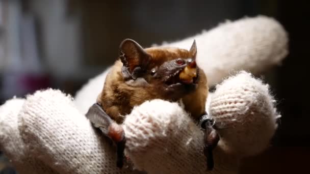 Pipistrello Una Mano Volontari Sta Mangiando Una Larva Scarabeo Salvataggio — Video Stock