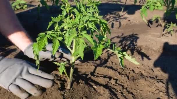 农民们在春天亲手种植西红柿幼苗 一个新种植的绿色西红柿幼苗附近的地面上 有手套的手在抚平 在床上种植西红柿 — 图库视频影像