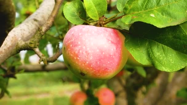 果樹園の枝に大きな熟した赤いリンゴ 庭で成長している果物 庭の夏にリンゴ 果物を収穫する 有機果物 ビタミンフルーツの栽培 — ストック動画