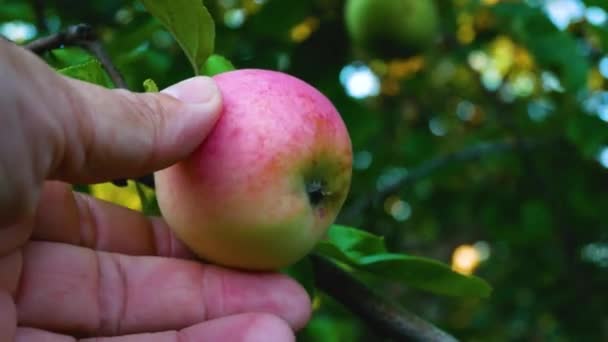女性の手はリンゴの木に赤い熟したリンゴに触れ 庭のリンゴの熟度をチェックします 庭で成長している果物 夏のリンゴ収穫 — ストック動画