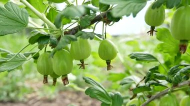 Bir dalda olgunlaşan yeşil bektaşi üzümü. Yakın plan.