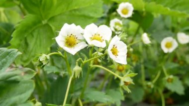 Bahçede çiçek açan çilekler. Çilek yetiştiriyorlar. Yeşil yapraklı beyaz çiçekler.