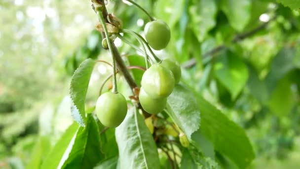 成熟的樱桃在树上 绿色的樱桃落在树枝上 种植浆果 — 图库视频影像