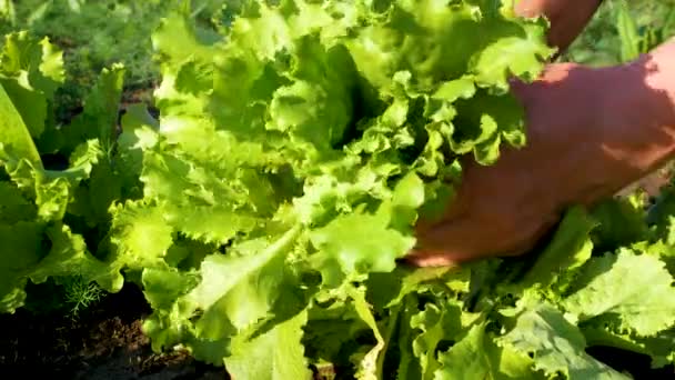 Farmáři Vytrhnou Postele Čerstvé Listy Zeleného Salátu Dají Kytice Farmář — Stock video