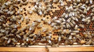 Makro arı iğnesi. Arılar bal ile bir çerçevede emeklerler. Çerçevede, mühürlü bal ve arı ekmeği - genç arılar için yiyecek. Apioterapi