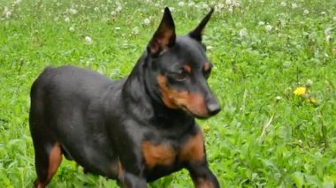 Şirin bir cüce kıskacı küçük bir lastik topu dişleriyle yakalar ve kameranın yanına koyar. Köpek yeşil çimlerde oynuyor.