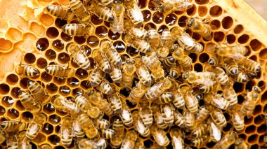 Bees crawl on a wooden frame with wax honeycombs, in which fresh collected bee honey glitters. Breeding bees in the apiary. Production of natural bee honey. Life of bees clipart
