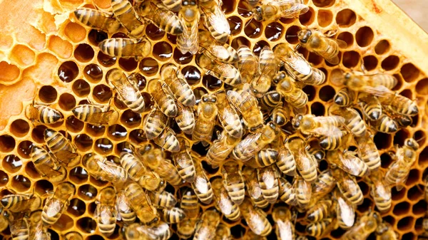 Bees crawl on a wooden frame with wax honeycombs, in which fresh collected bee honey glitters. Breeding bees in the apiary. Production of natural bee honey. Life of bees