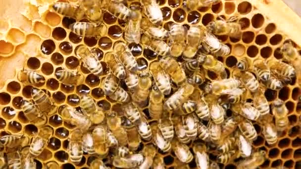 蜜蜂爬行在一个木制框架与蜡蜂窝 在那里新鲜收集蜜蜂蜂蜜闪闪发光 在蚜虫中繁殖蜜蜂 生产天然蜜蜂蜂蜜 蜜蜂的生命 — 图库视频影像