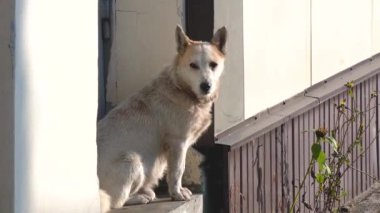 Açık renkli evsiz bir köpek evin eşiğinde oturur ve güneş ışınlarından sıkılarak uzaklaşır. Evsiz hayvanların korunması