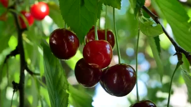 庭の木の枝に赤いジューシーな熟したチェリー 背景は緑の木の枝と青空 庭で成長している果実 果実の収穫 — ストック動画