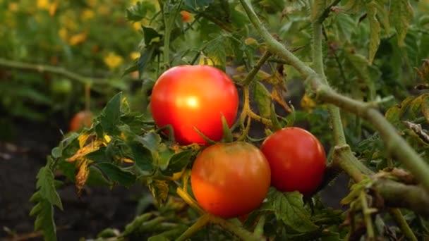 庭のベッドの茂みからいくつかの赤い熟したトマトがぶら下がっています 屋外でトマトを栽培しています 太陽はトマトの実に落ちる 庭で有機野菜を栽培 トマトの収穫 — ストック動画