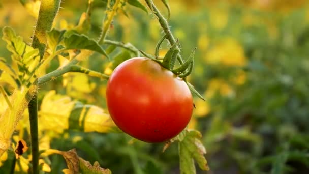 Farmers Hand Touches Red Tomato Checks Ripeness Growing Tomatoes Bed — Stock Video