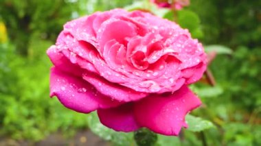 Sabahleyin bahçede büyük sevimli bir gül çiçeği. Çiy damlalarının yaprakları üzerinde. Arka planda bahçenin yeşilliği var.