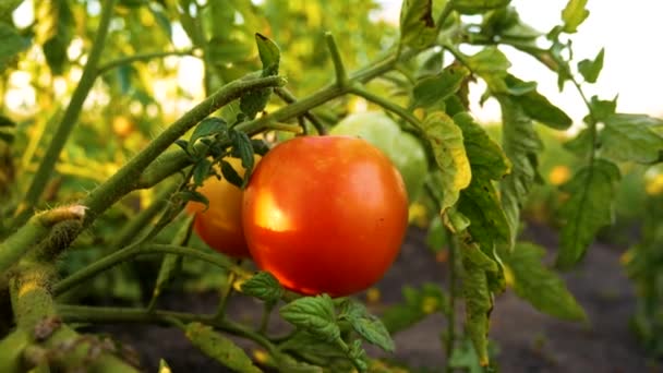 Kypsä Punainen Mehukas Tomaatti Hedelmät Roikkua Pensas Puutarhassa Aurinkoa Tomaatilla — kuvapankkivideo