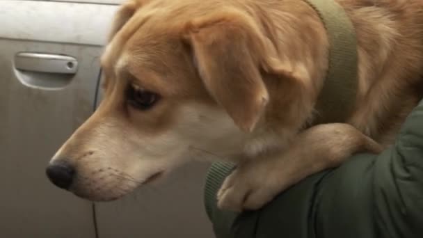 Een Grote Gemberhond Handen Van Dierenrechtenactivisten Close — Stockvideo