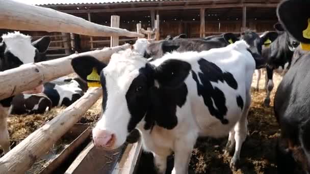 荷尔斯泰因奶牛在农场的笔下农场的牛奶生产 — 图库视频影像