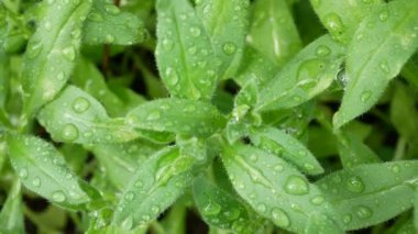 Yağmurdan sonra bahçede çiy damlaları olan yeşil yapraklar. Yeşil yapraklı arka plan. Mutfak ve yemek için yeşiller. Yeşil yapraklı soyut arkaplan