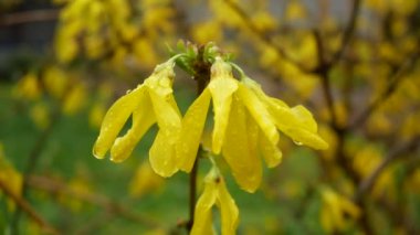 Baharda sarı çiçeklerle açan çalı. Dallar rüzgarda sallanıyor