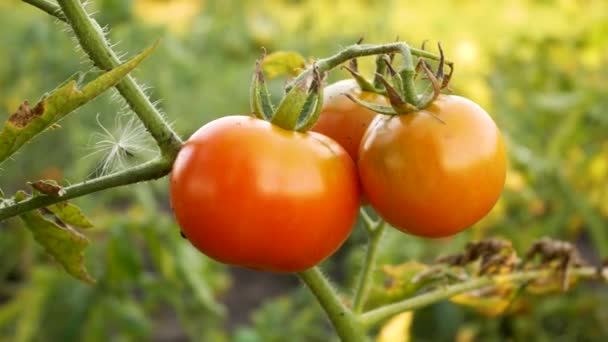 Dojrzałe Czerwone Pomidory Wiszą Gałęzi Krzewu Pomidorowego Ogrodzie Warzywnym Uprawa — Wideo stockowe