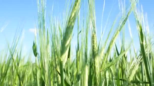 Stacheln Grünen Weizens Wiegen Sich Wind Gegen Den Blauen Himmel — Stockvideo