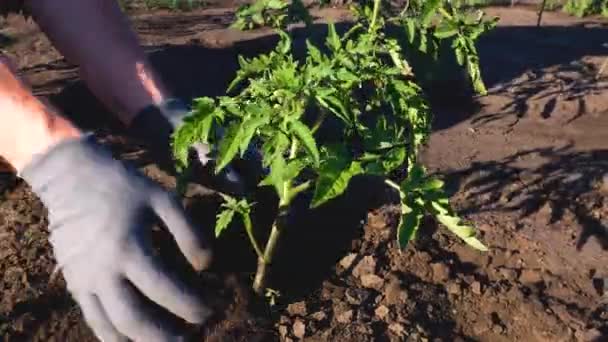 Unerkennbare Behandschuhte Hände Pflanzen Einen Tomatenstrauch Auf Ein Beet Freien — Stockvideo